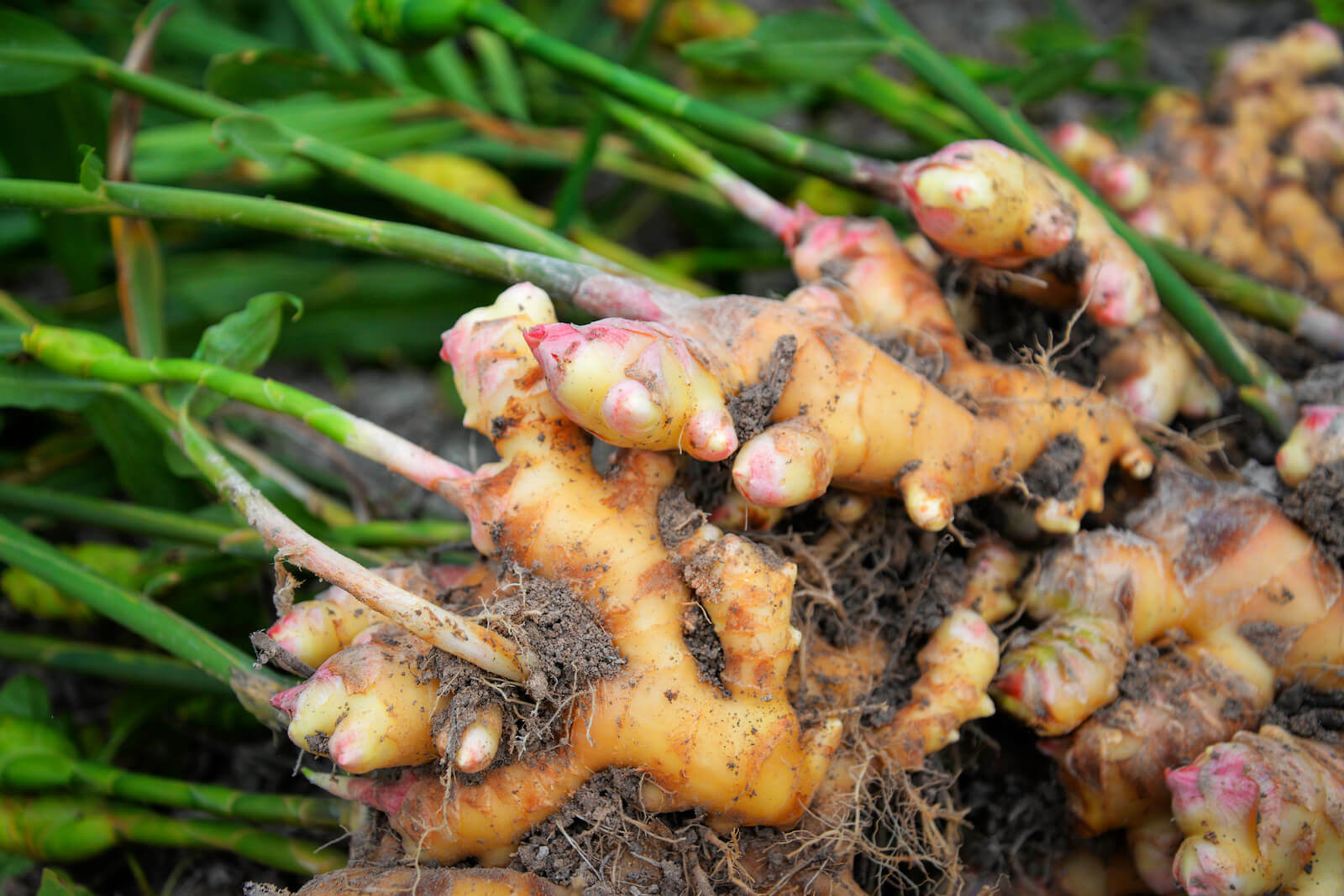 Ginger ale benefits: freshly harvested ginger root